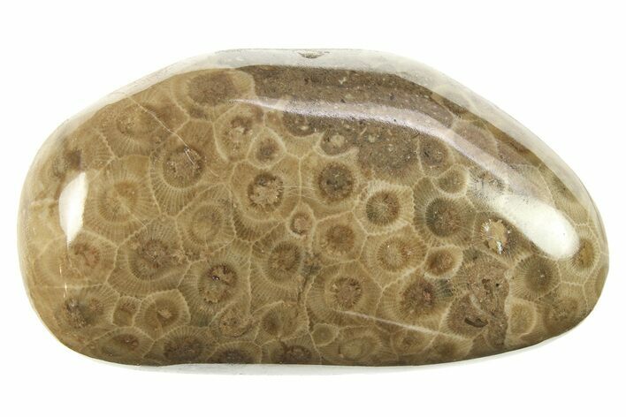 Polished Petoskey Stone (Fossil Coral) - Michigan #268016